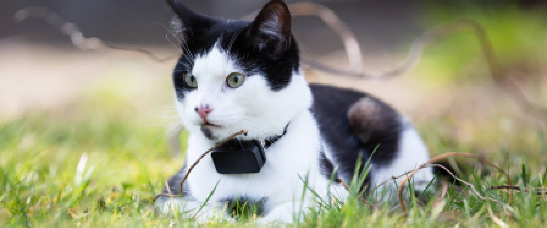 Gps tracking hot sale cat collar